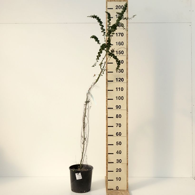Example of Eucalyptus Baby Blue - Gommier argenté Pot de 7,5L/10L as you get in hiver
