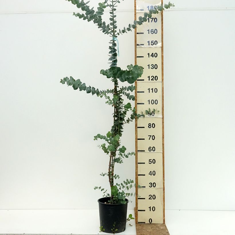 Example of Eucalyptus Baby Blue - Gommier argenté Pot de 4L/5L as you get in ete