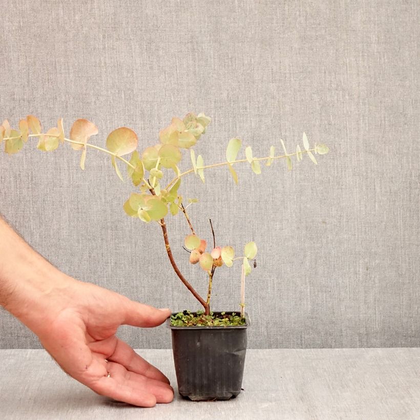 Example of Eucalyptus cinerea Silver Dollar - Gommier cendré Godet de 8/9 cm as you get in automne