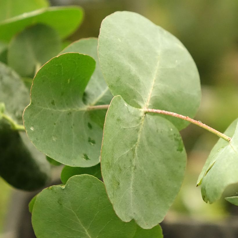 Eucalyptus cinerea Silver Dollar - Gommier cendré (Foliage)