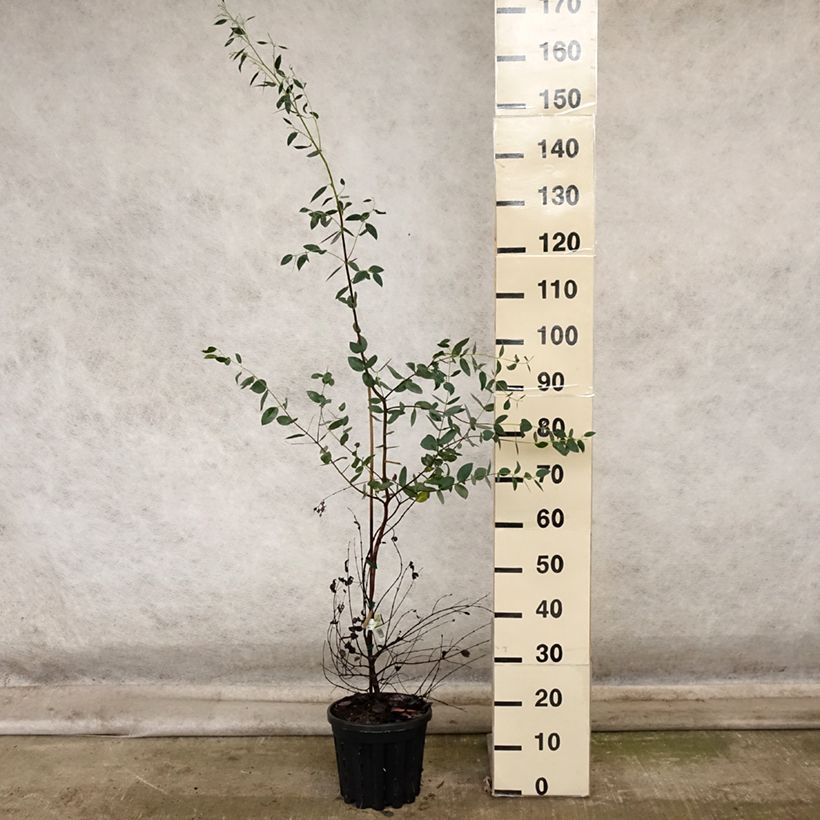Example of Eucalyptus coccifera - Gommier des neiges de Tasmanie Pot de 4L/5L as you get in automne
