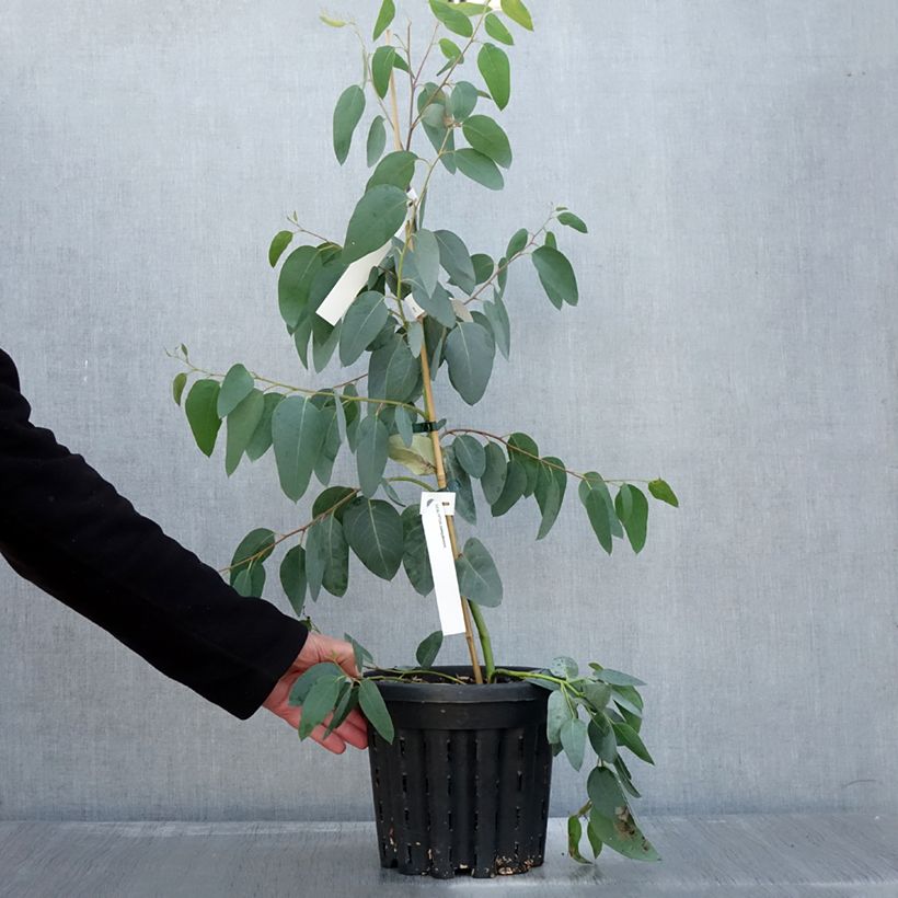 Example of Eucalyptus delegatensis subsp. tasmaniensis  Pot de 4L/5L as you get in automne