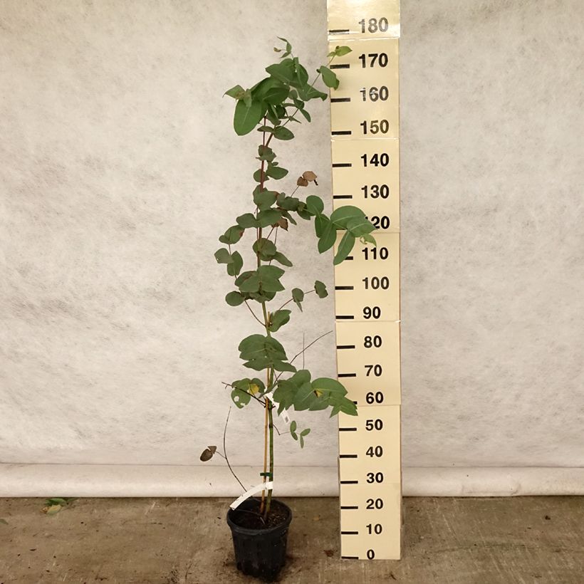 Example of Eucalyptus elliptica - Gommier blanc de Bendemeer Pot de 4L/5L as you get in ete