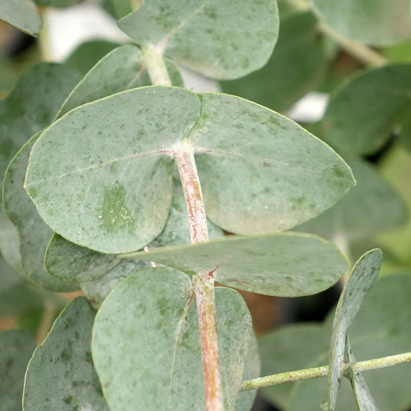 Eucalyptus glaucescens Guthega - Gommier Tingiringi (Foliage)