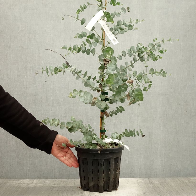 Example of Eucalyptus glaucescens Guthega - Gommier Tingiringi Pot de 4L/5L as you get in automne
