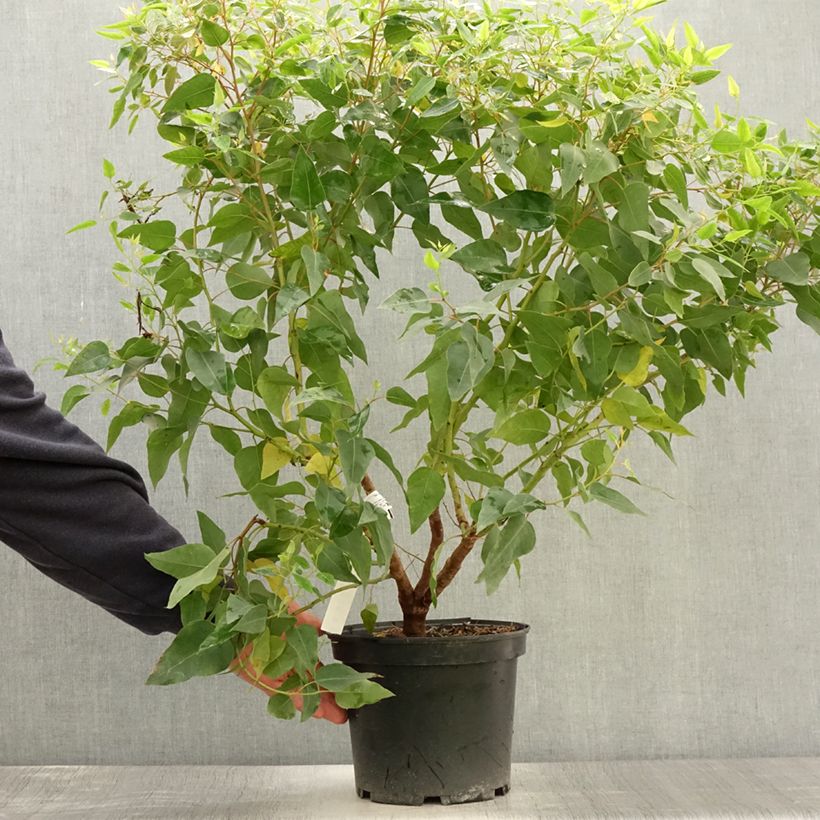 Example of Eucalyptus gomphocephala Kaduri - Eucalyptus hybride nain Pot de 6L/7L as you get in ete