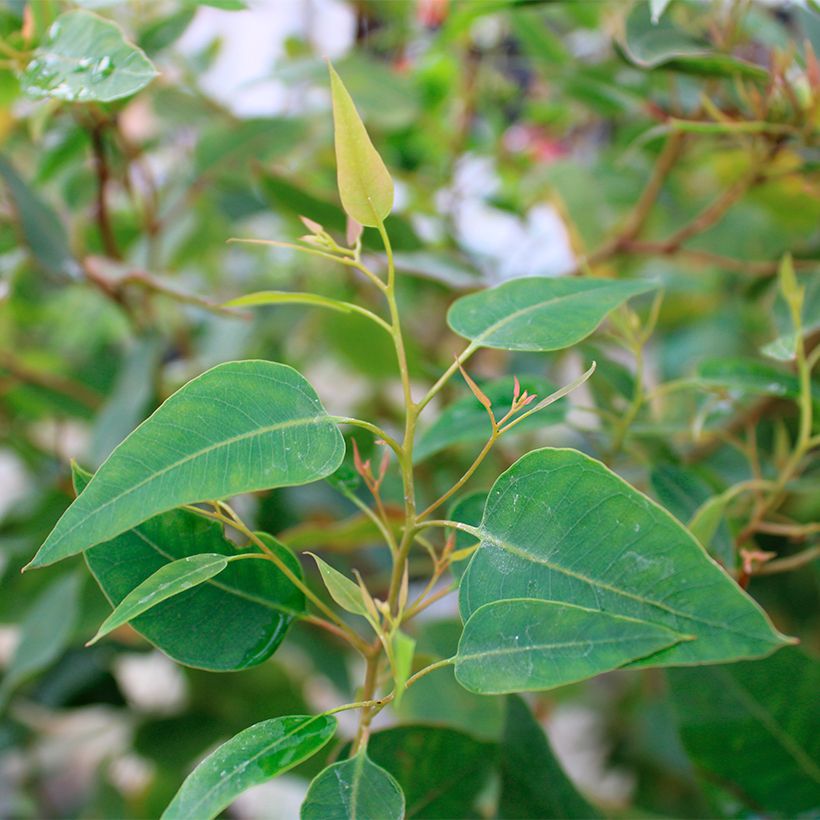Eucalyptus gomphocephala Kaduri - Eucalyptus hybride nain (Foliage)