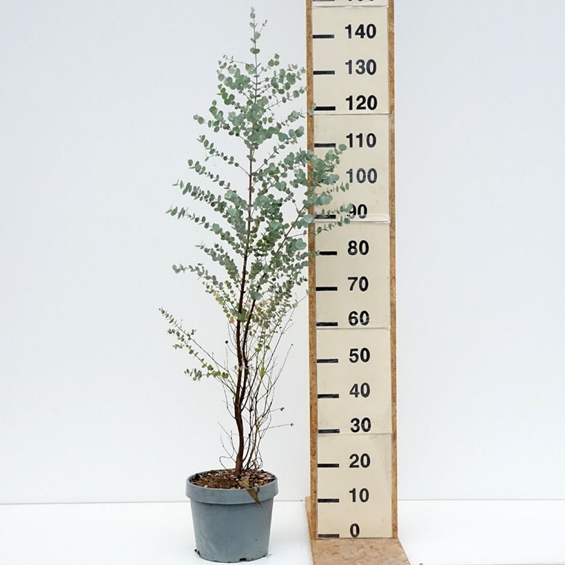 Example of Eucalyptus gunnii Azura - Gommier cidre Pot de 6L/7L as you get in ete