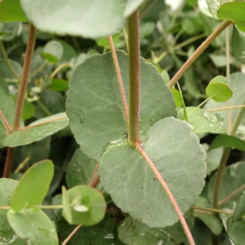 Eucalyptus gunnii Blaue Liebe - Gommier cidre (Foliage)