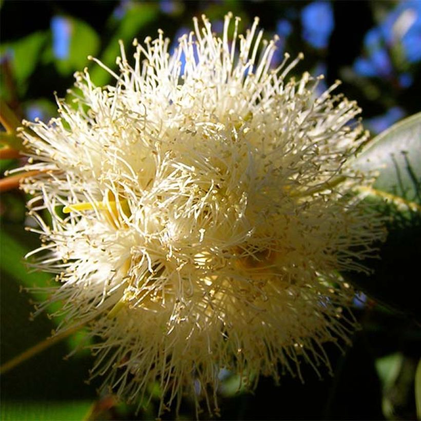 Eucalyptus gunnii France Bleu Rengun - Gommier cidre (Flowering)