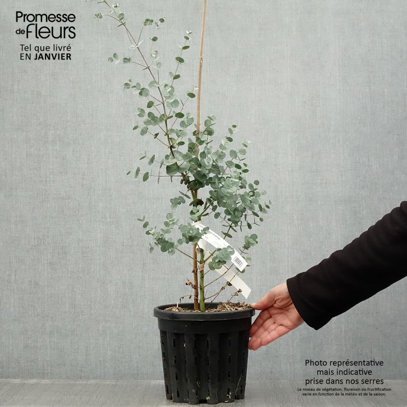 Example of Eucalyptus gunnii subsp. divaricata - Gommier cidre de Miena Pot de 4L/5L as you get in hiver