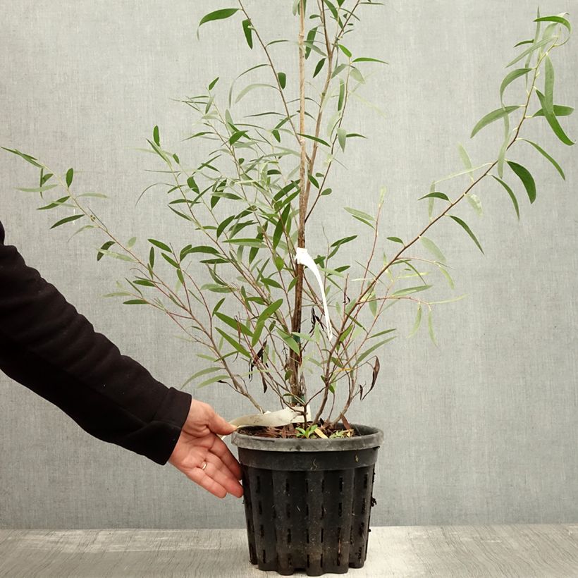 Example of Eucalyptus kybeanensis - Mallée de Kybean Pot de 4L/5L as you get in automne