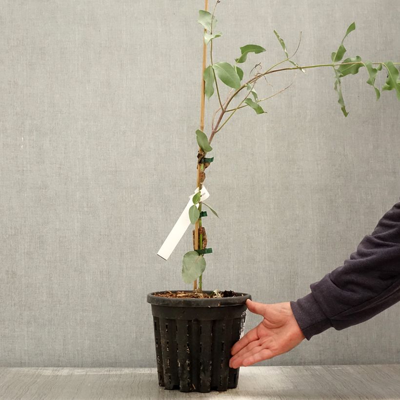 Example of Eucalyptus nitens - Gommier brillant Pot de 4L/5L as you get in automne