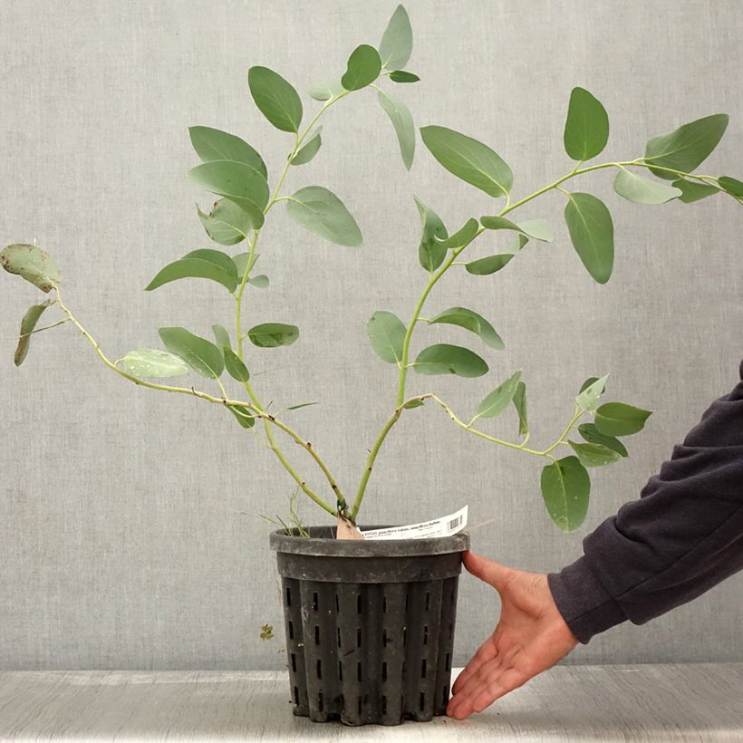 Example of Eucalyptus pauciflora subsp. pauciflora Buffalo - Gommier des neiges Pot de 4L/5L as you get in automne