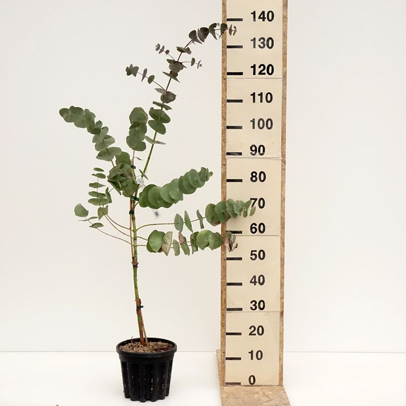 Example of Eucalyptus perriniana - Gommier de Perrin Pot de 4L/5L as you get in hiver