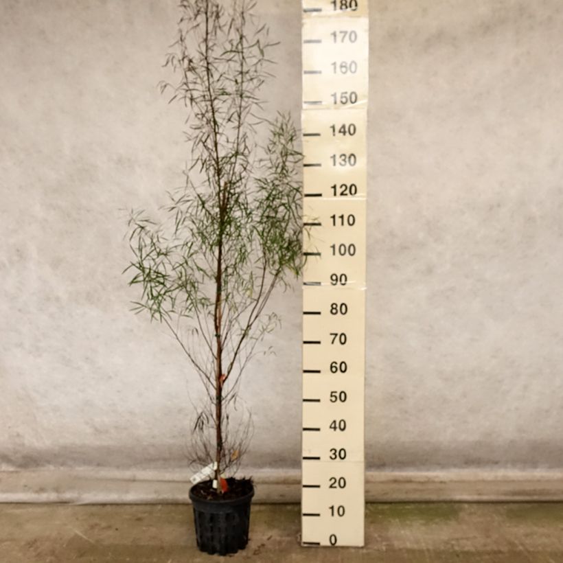 Example of Eucalyptus pulchella - Gommier menthe poivrée blanche Pot de 4L/5L as you get in automne