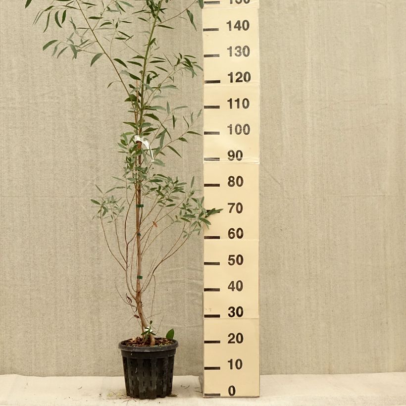 Example of Eucalyptus rodwayi - Eucalyptus ou Gommier des marais Pot de 4L/5L as you get in automne