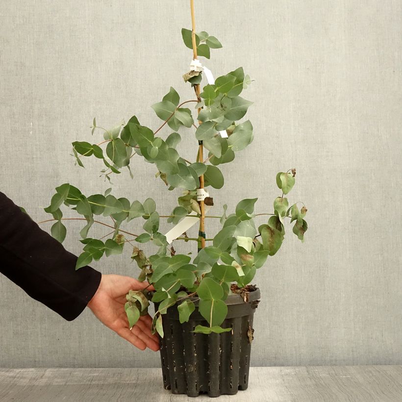 Example of Eucalyptus rubida - Gommier chandelle ou à ruban, Gommier blanc Pot de 4L/5L as you get in automne