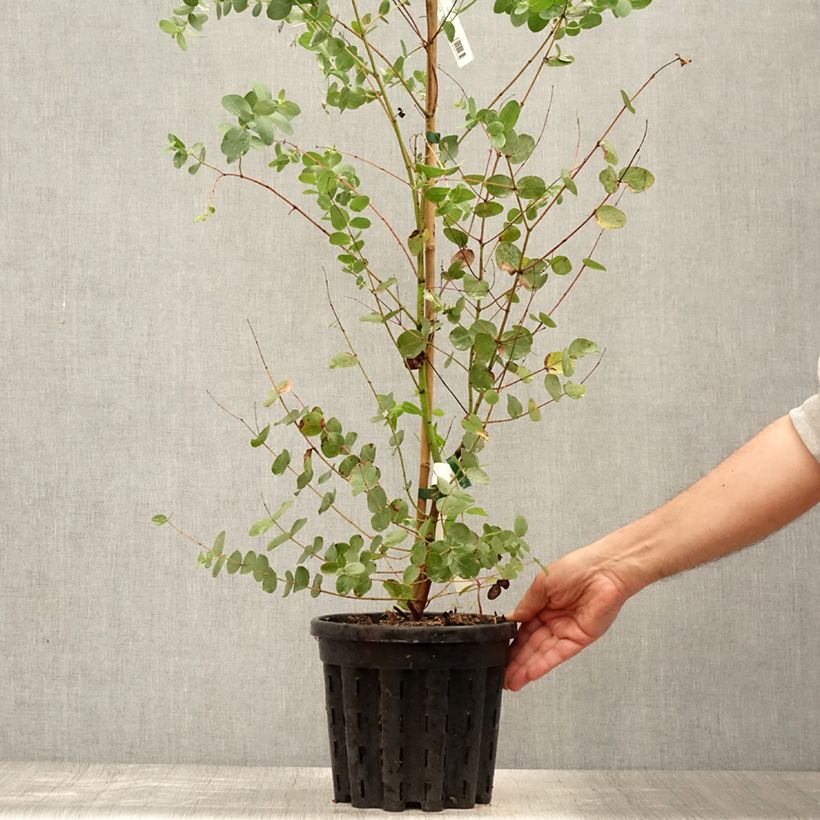 Example of Eucalyptus saxatilis - Mallée des rochers Pot de 4L/5L as you get in ete