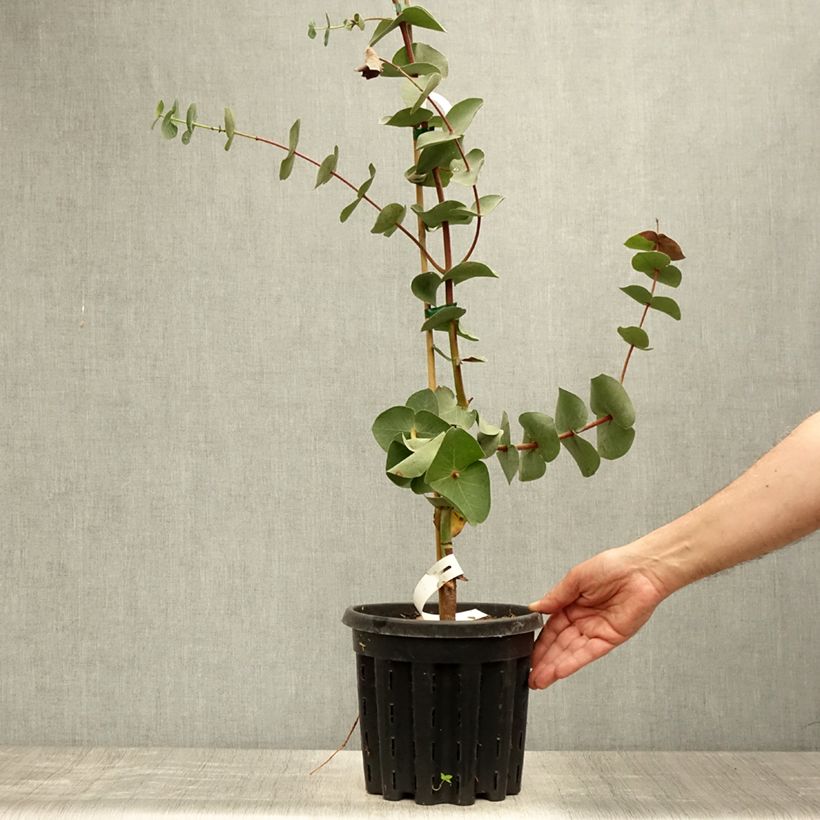 Example of Eucalyptus sturgissiana - Mallée d'Ettrema Pot de 4L/5L as you get in ete