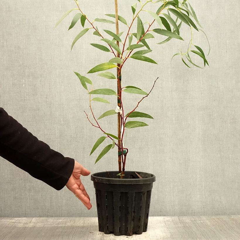 Example of Eucalyptus tetraptera - Mallée à quatre ailes ou à fruits carrés Pot de 4L/5L as you get in automne