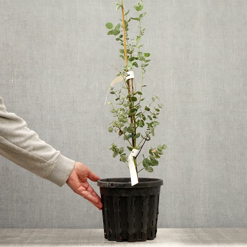 Example of Eucalyptus urnigera forme glauque - Gommier à urnes Pot de 4L/5L as you get in ete