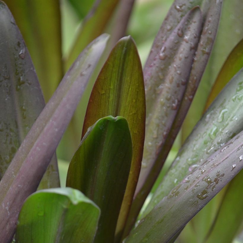 Eucomis Burgundy Wine (Foliage)