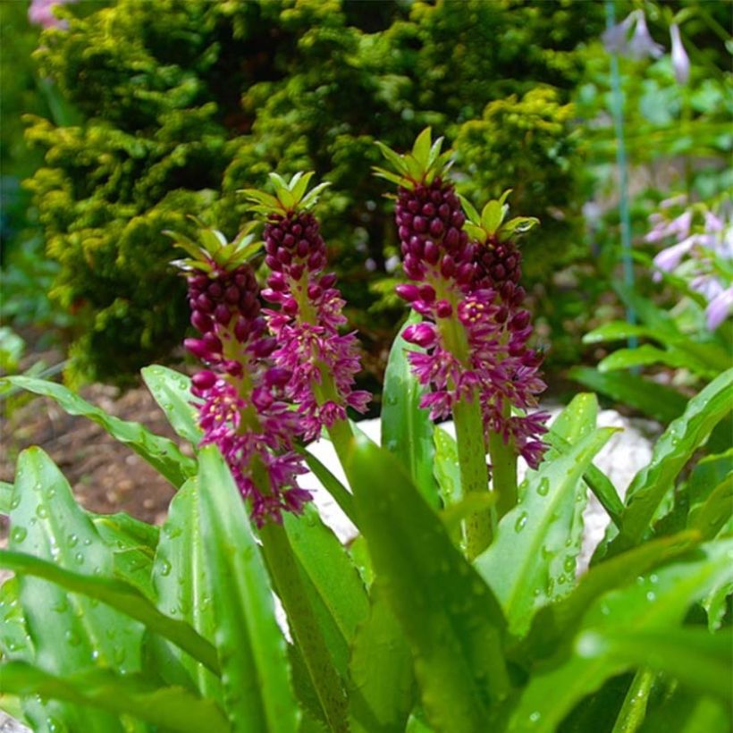Eucomis comosa Leia - Eucomide rose  (Flowering)
