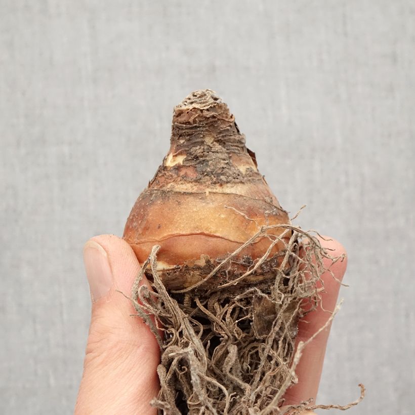 Example of Eucomis comosa Sparkling Burgundy®  - Eucomide rose à feuillage pourpre Bulbe size 18 as you get in printemps