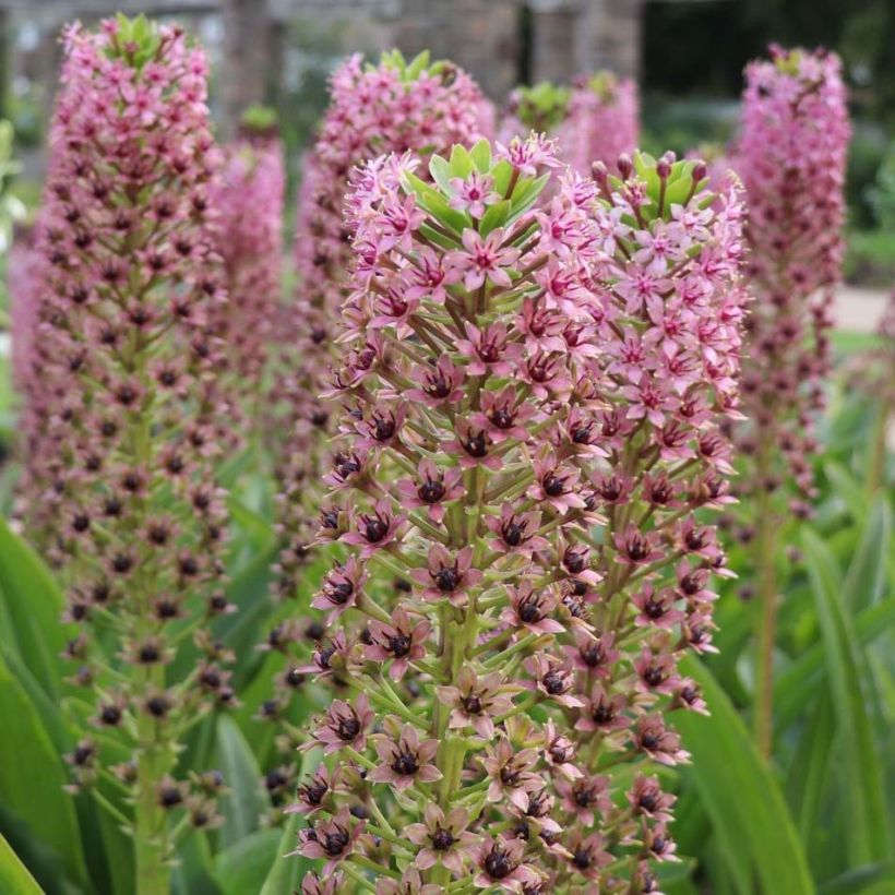 Eucomis comosa Pink Gin - Fleur ananas (Flowering)