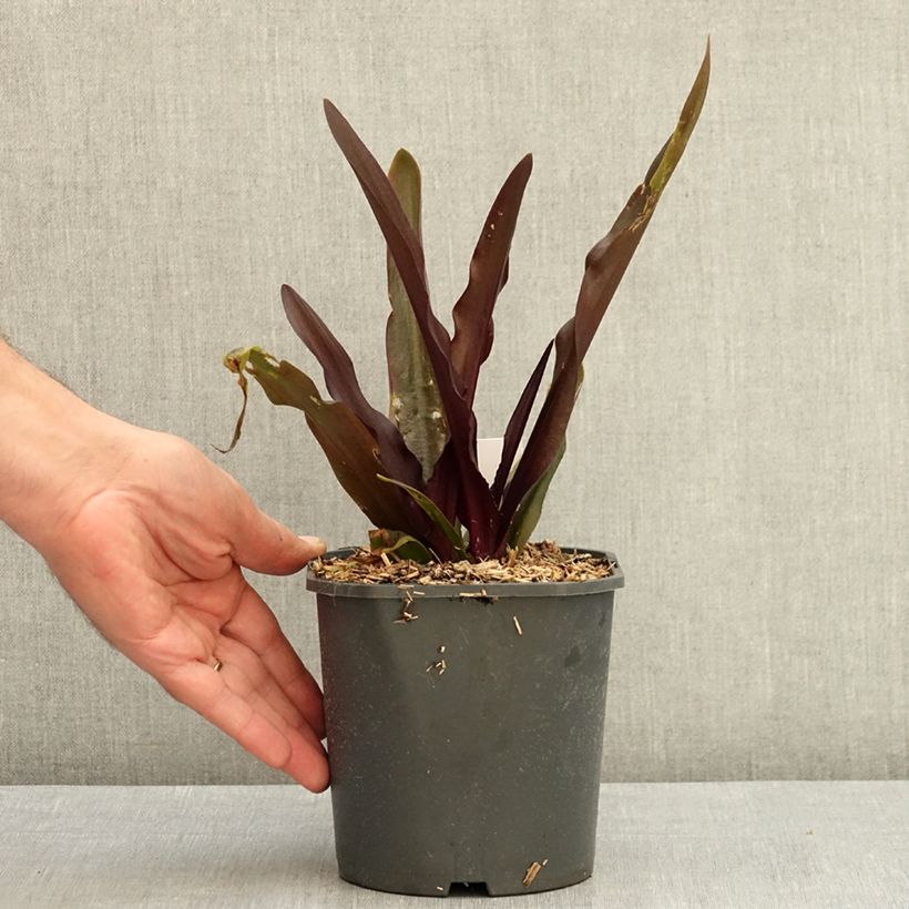 Example of Eucomis Purple Reign - Fleur ananas Pot de 1L/1,5L size 14+ as you get in ete