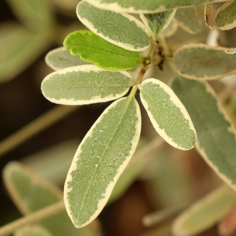 Eucryphia lucida Gilt Edge - Eucryphia luisant (Foliage)