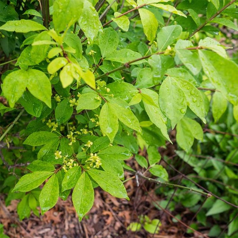 Euonymus alatus Compactus - Fusain ailé nain (Foliage)