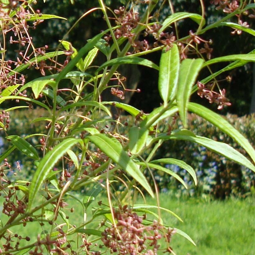 Euonymus clivicolus - Fusain (Foliage)