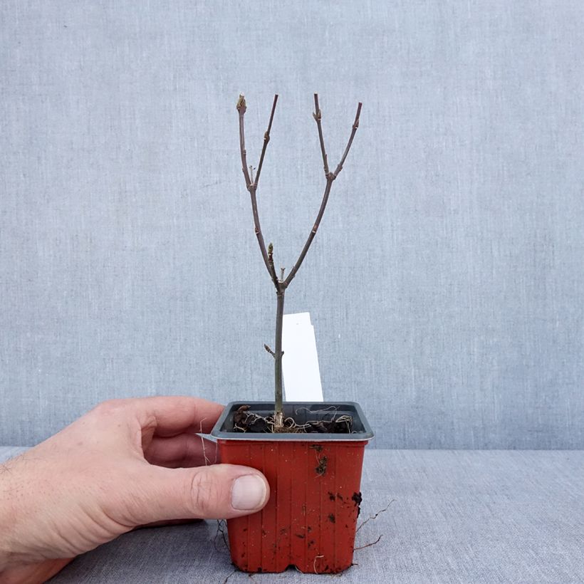 Example of Euonymus europaeus Red Cascade - Fusain d'Europe Godet de 8/9 cm as you get in hiver