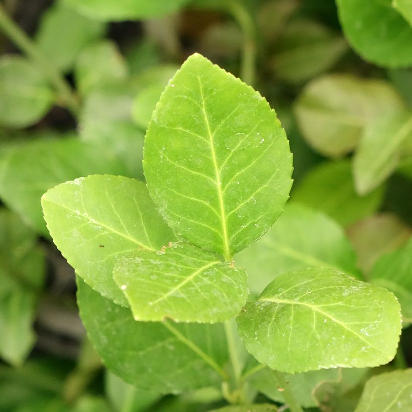 Euonymus fortunei Dart's Blanket - Fusain rampant (Foliage)