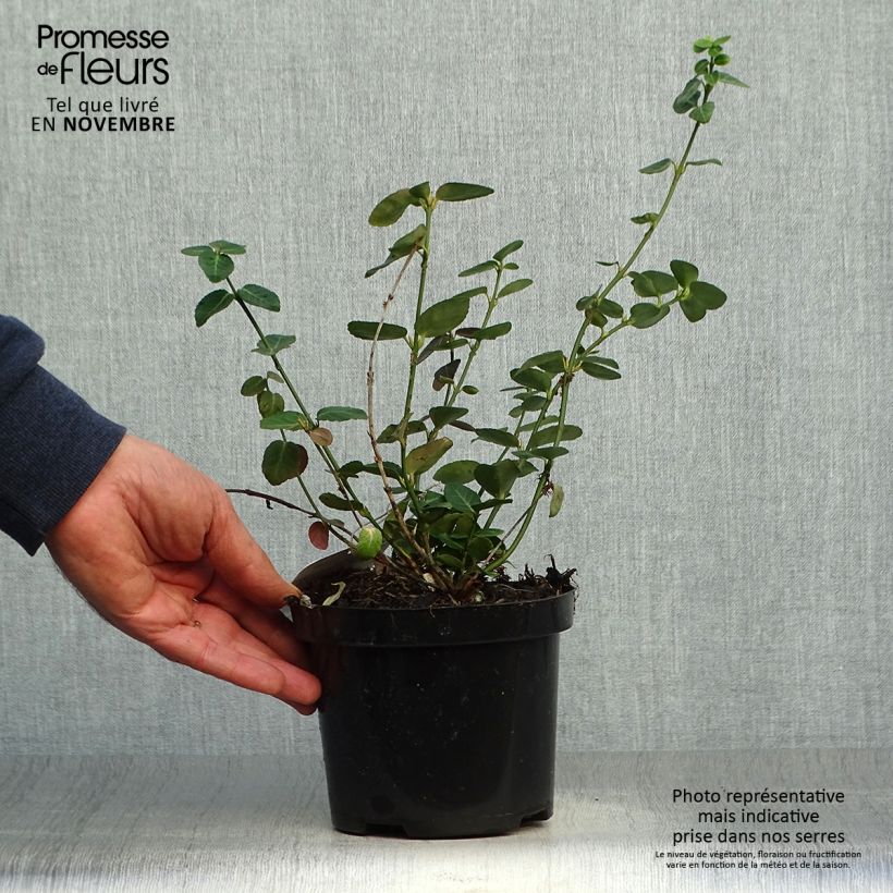 Example of Euonymus fortunei Radicans - Fusain rampant Pot de 1L/1,5L as you get in automne