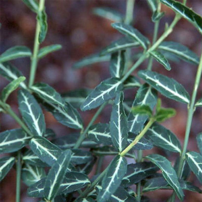 Euonymus fortunei Wolong Ghost - Fusain rampant (Foliage)