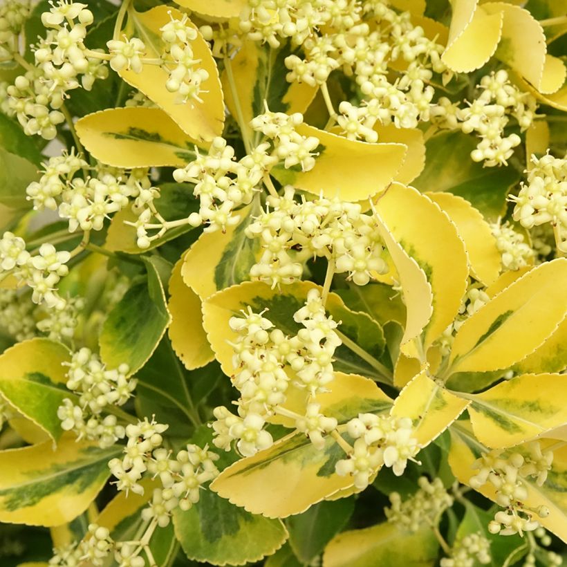 Euonymus japonicus Aureus - Fusain du Japon (Flowering)