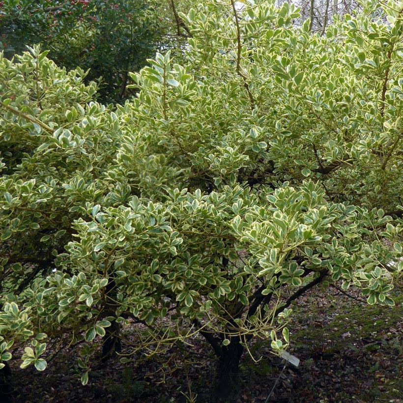 Fusain du Japon - Euonymus japonicus Duc d'Anjou (Plant habit)