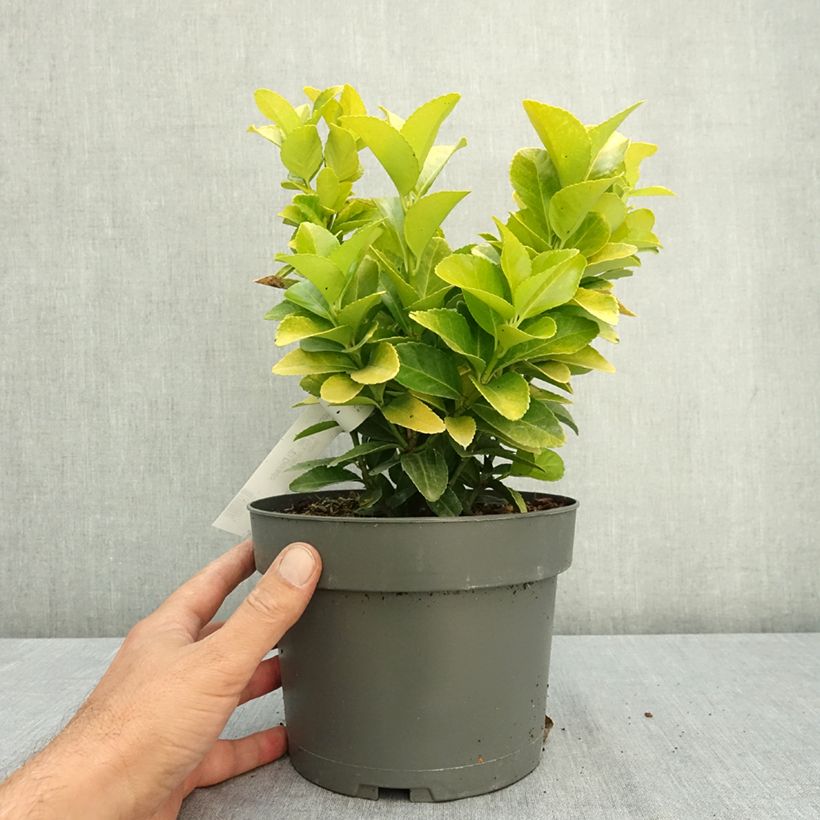 Example of Euonymus japonicus El Dorado - Fusain du Japon Pot de 3L/4L as you get in ete