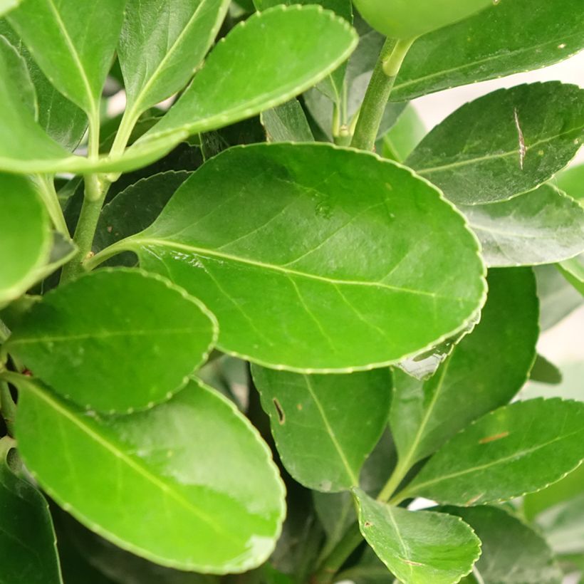 Euonymus japonicus - Fusain du Japon (Foliage)