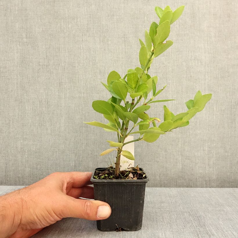 Example of Euonymus japonicus - Fusain du Japon Godet de 8/9 cm as you get in ete