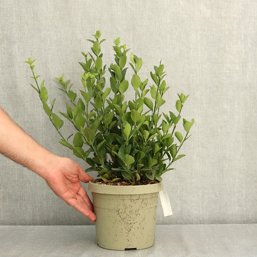 Example of Euonymus japonicus Himalaya - Fusain du Japon Pot de 3L/4L as you get in ete