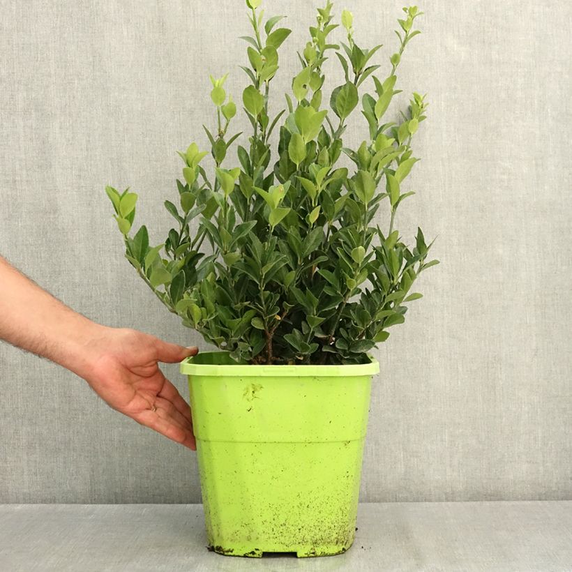 Example of Euonymus japonicus Himalaya - Fusain du Japon Pot de 7,5L/10L as you get in ete