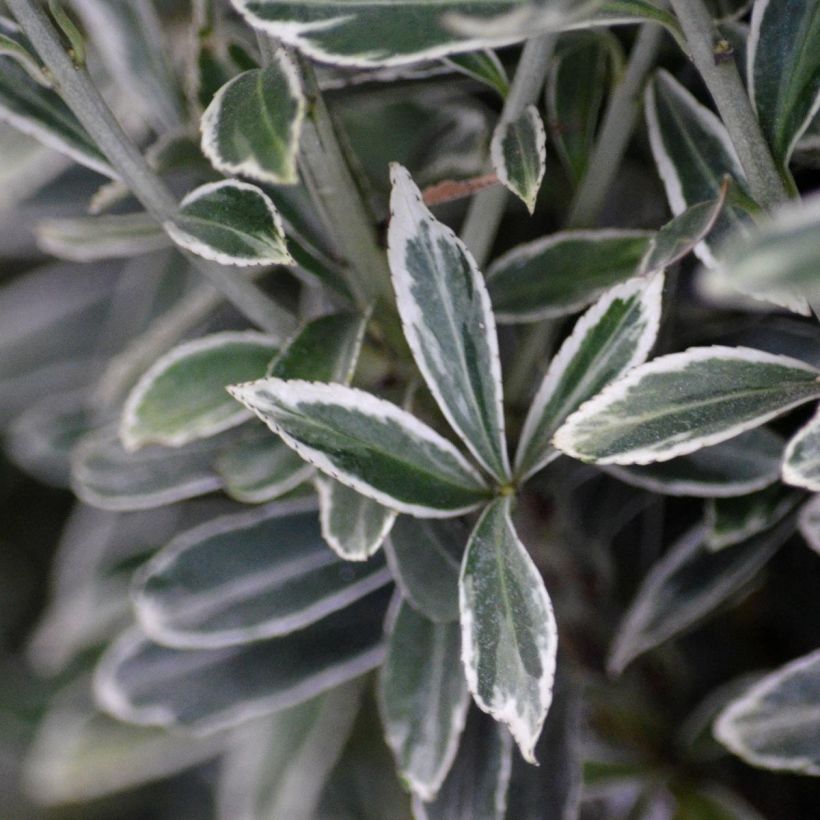 Euonymus japonicus Microphyllus Albovariegatus - Fusain du Japon (Foliage)