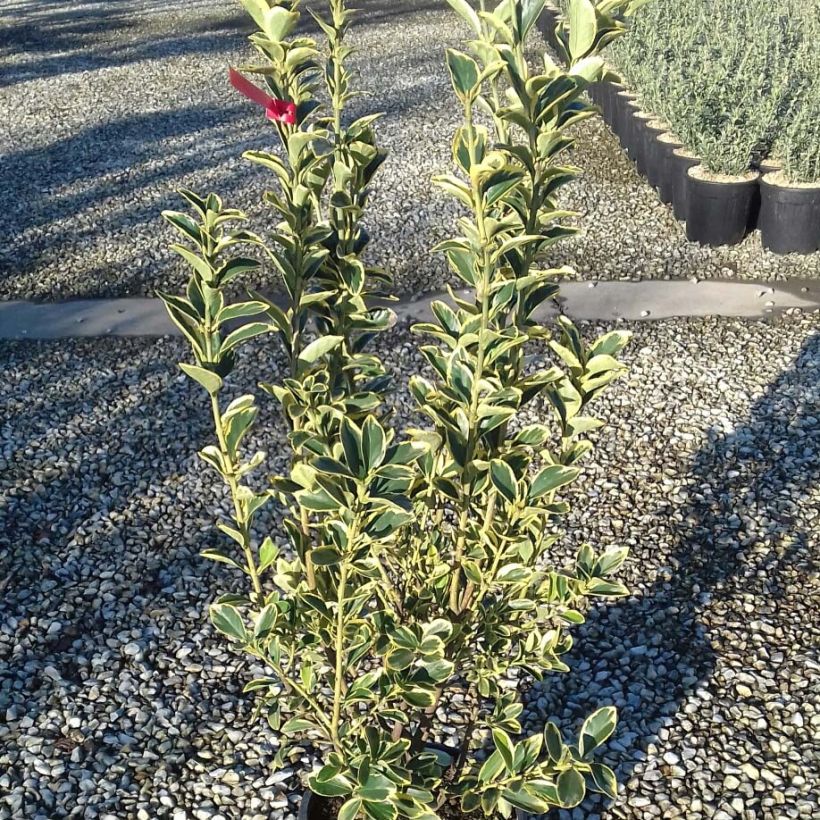 Fusain du Japon - Euonymus japonicus Silver King (Foliage)