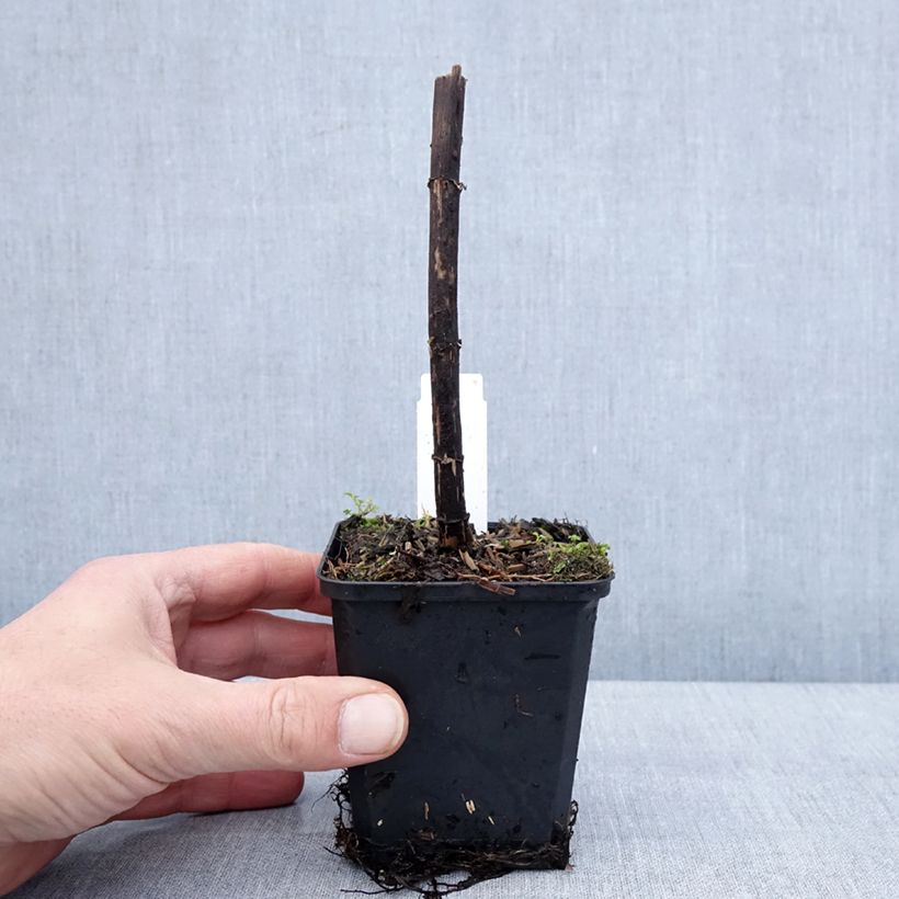 Example of Eupatorium Bartered Bride - Eupatoire Godet de 8/9 cm as you get in hiver