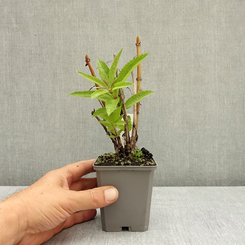 Example of Eupatorium hybride Baby Joe - Eupatoire Godet de 8/9 cm as you get in ete