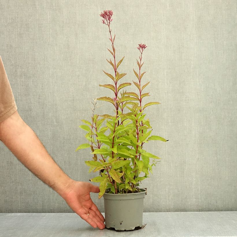 Example of Eupatorium maculatum Phantom - Eupatoire Pot de 2L/3L as you get in ete